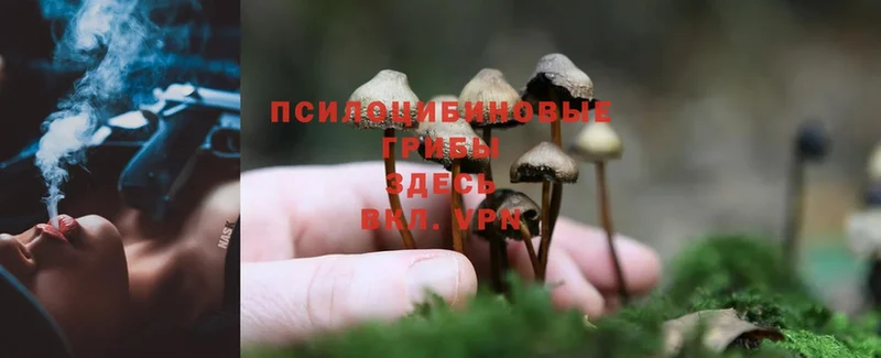 Галлюциногенные грибы Magic Shrooms  закладки  Буинск 